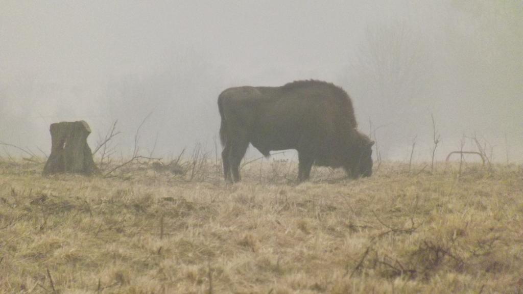Dwor Na Otulinie Villa Białowieża Екстериор снимка
