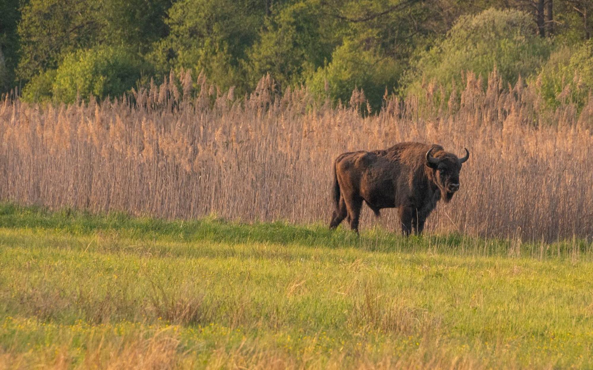 Dwor Na Otulinie Villa Białowieża Екстериор снимка